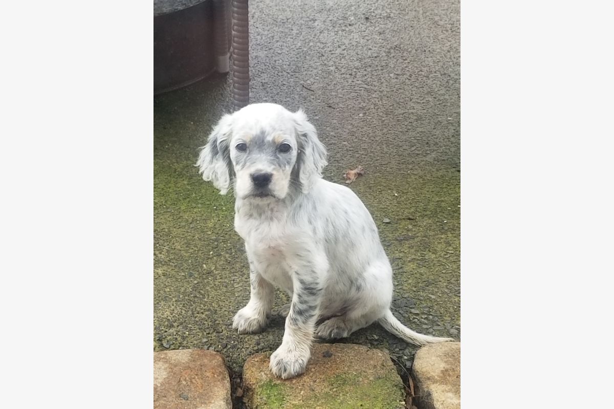 Photo 1 Chiot apparence setter anglais mâle 