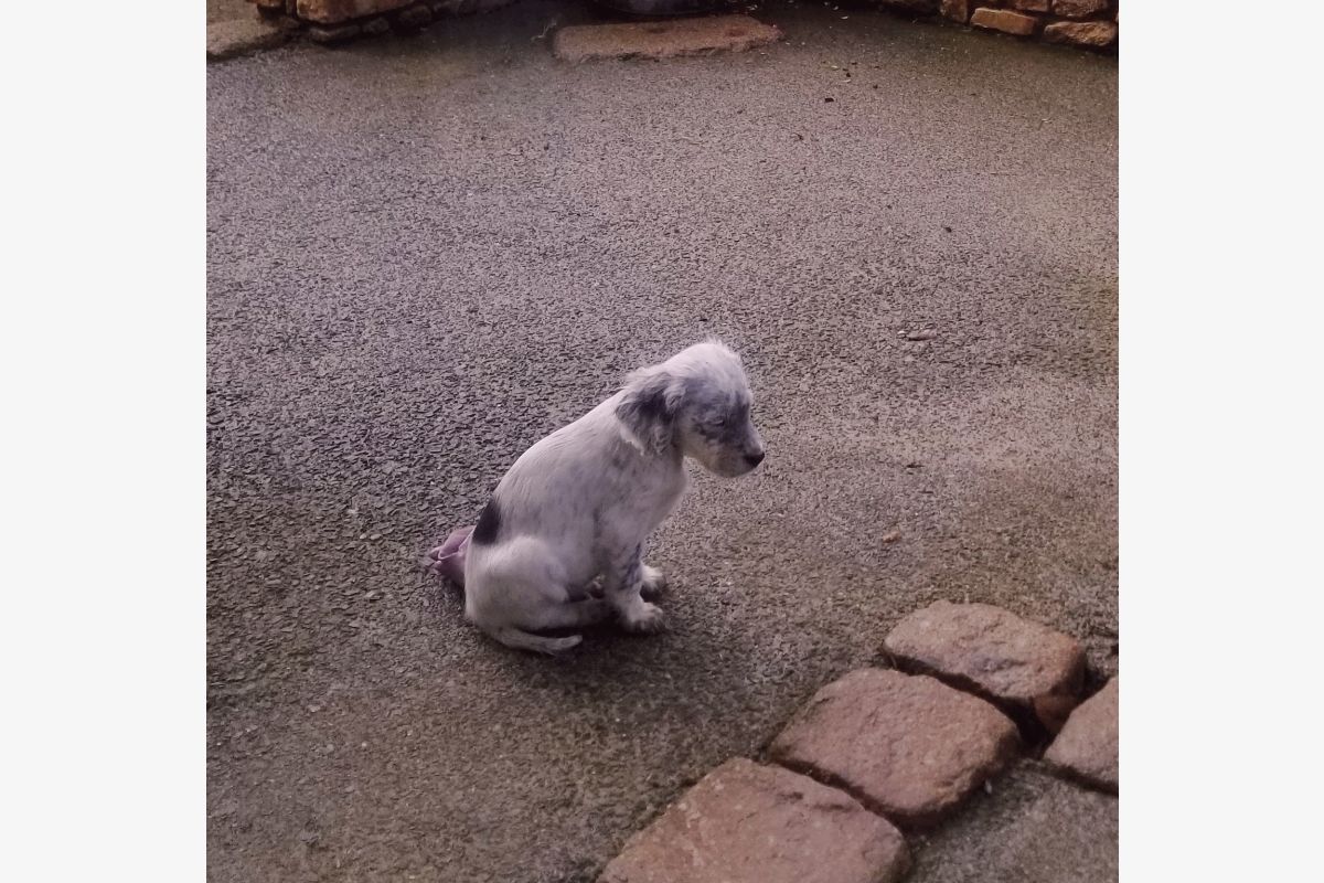 Chiot apparence setter anglais mâle  - 171061_55ff4f28458556011c32719d57be4eba.jpg