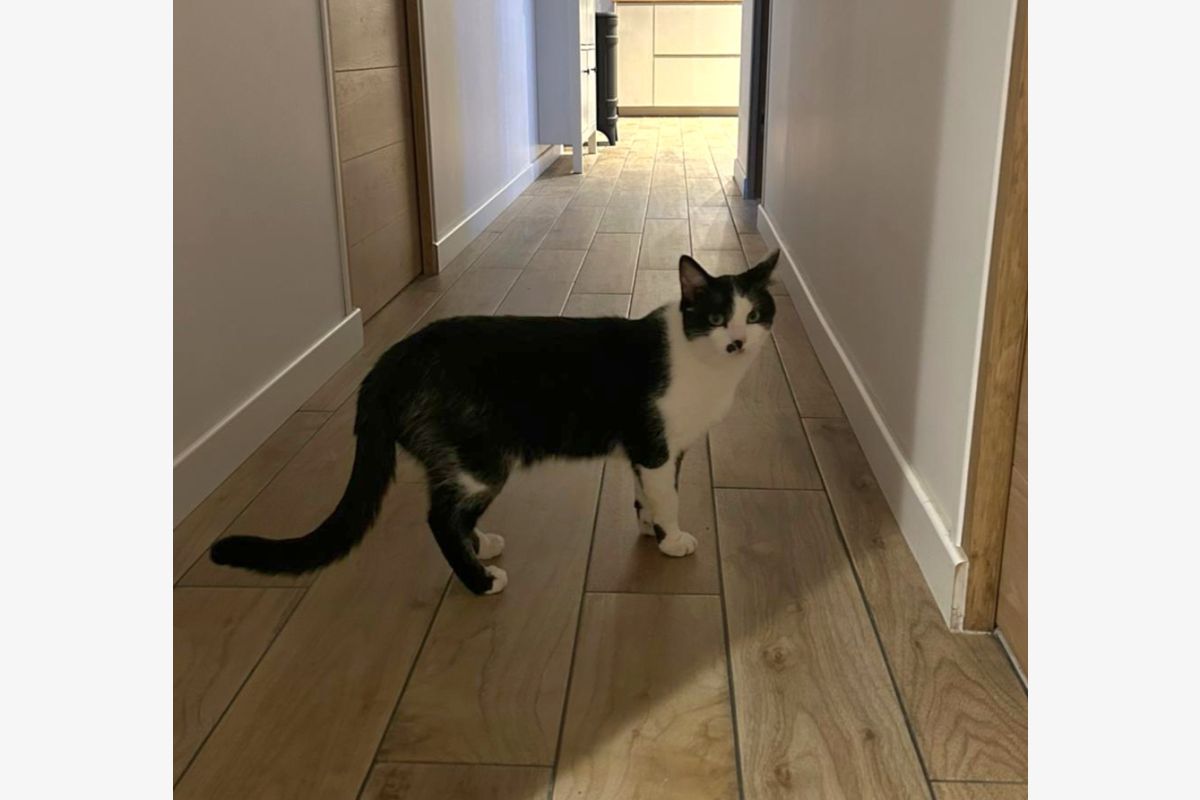 Photo 1 Chat perdu - Trouville Alliquerville