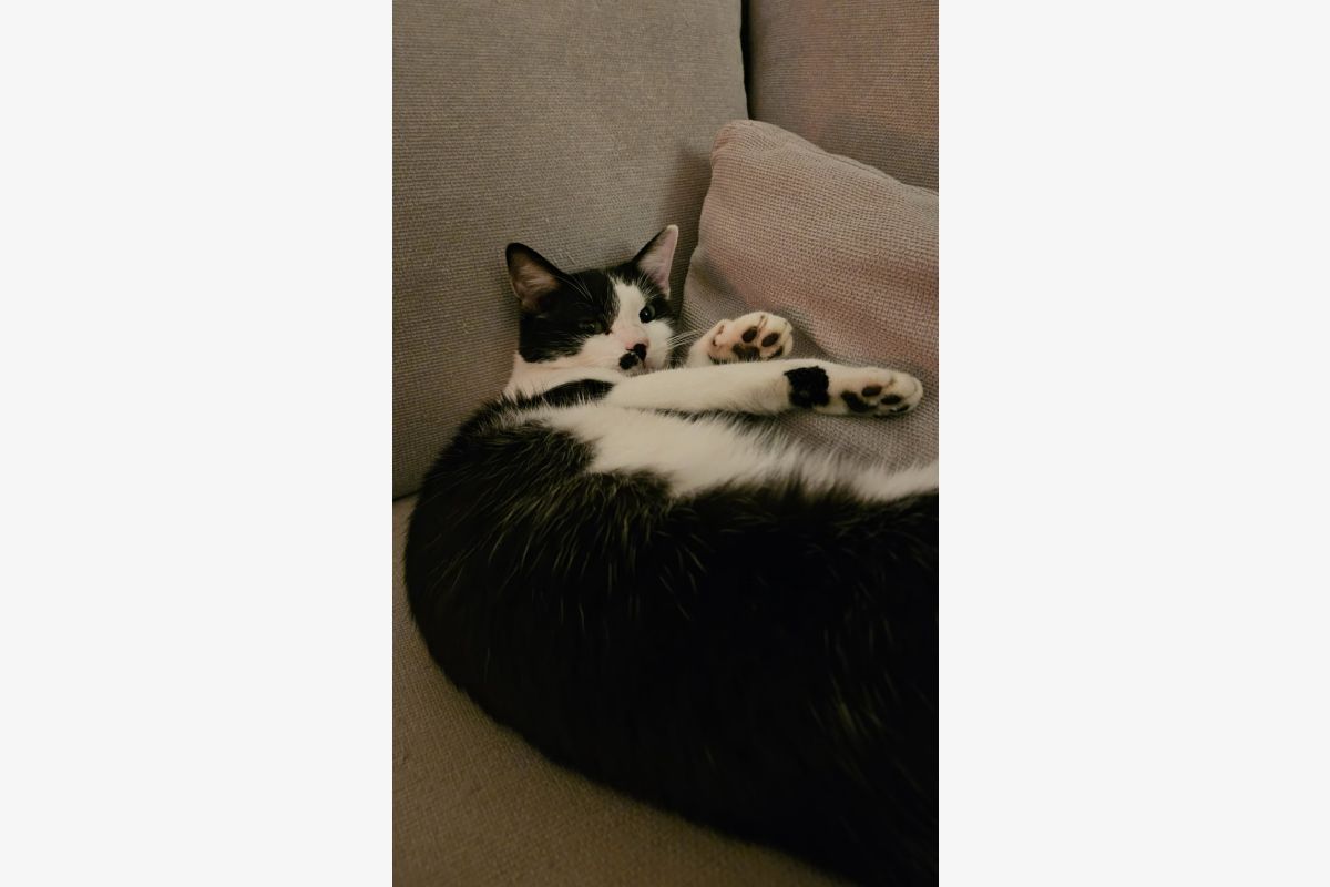 Chat perdu - Trouville Alliquerville - 171235_2d6df3392982b2d83a7097c6c9504419.jpg