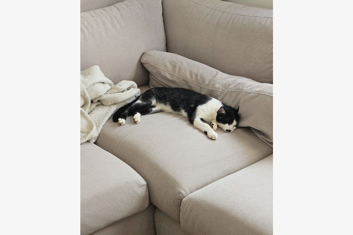 Chat perdu - Trouville Alliquerville - 171235_6c800e5b069c52811225525392854f04.jpg