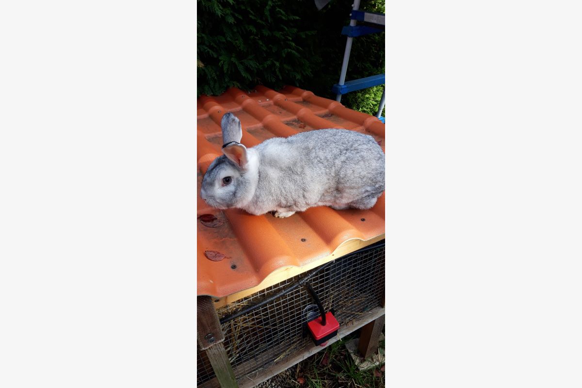 Lapin  - 171246_149b49d5e8f7badf6ec91ebf4db35b4b.jpg