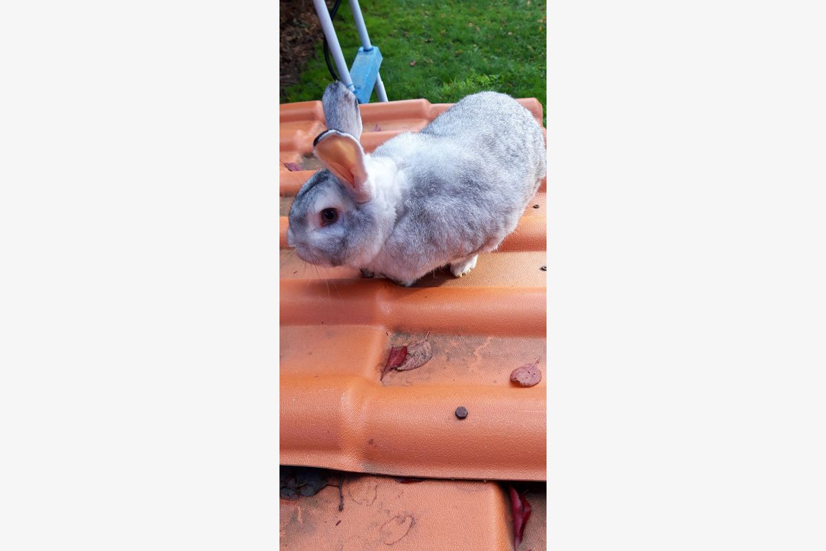 Lapin  - 171246_5497023b1356510848ab44724389733e.jpg