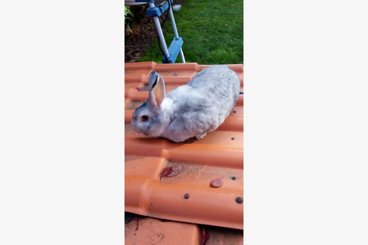 Photo 1 Lapin 