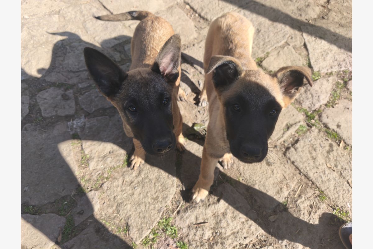 Apparence malinois - 171395_778f968be396558cf4be3ceb4f668c8b.jpg