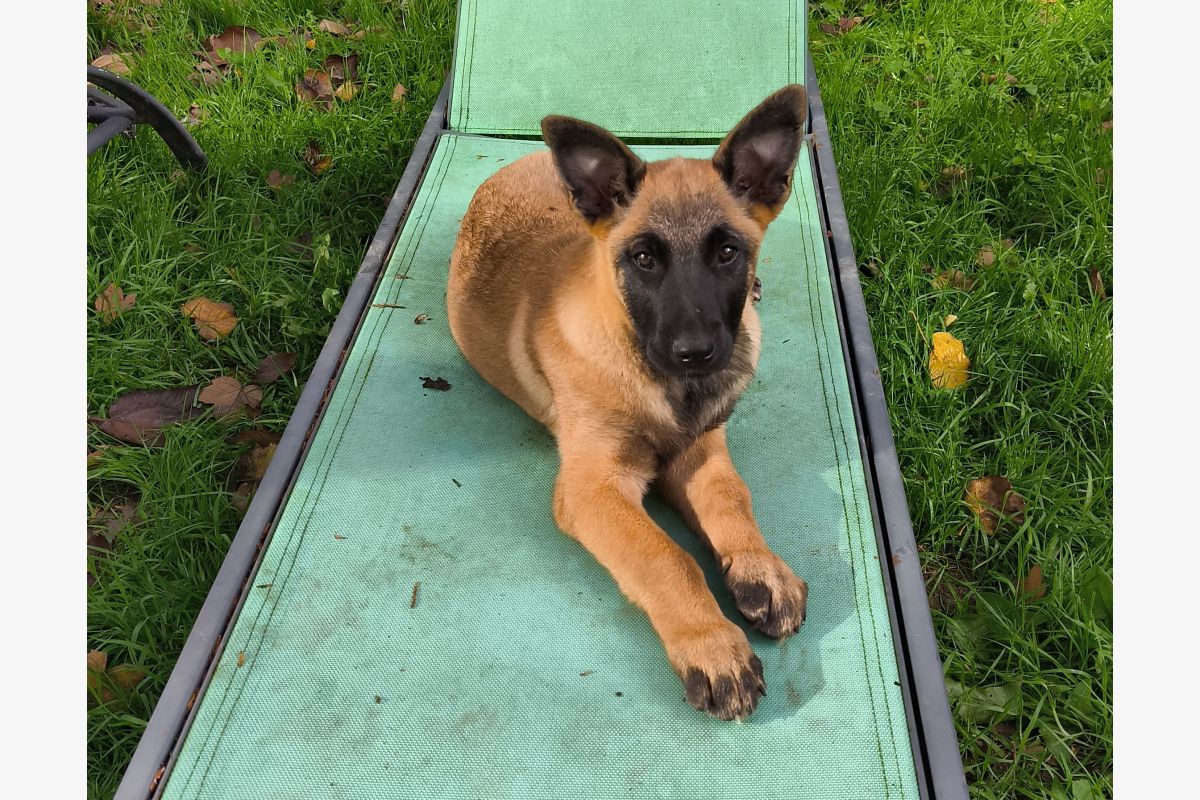 Photo 1 Apparence malinois