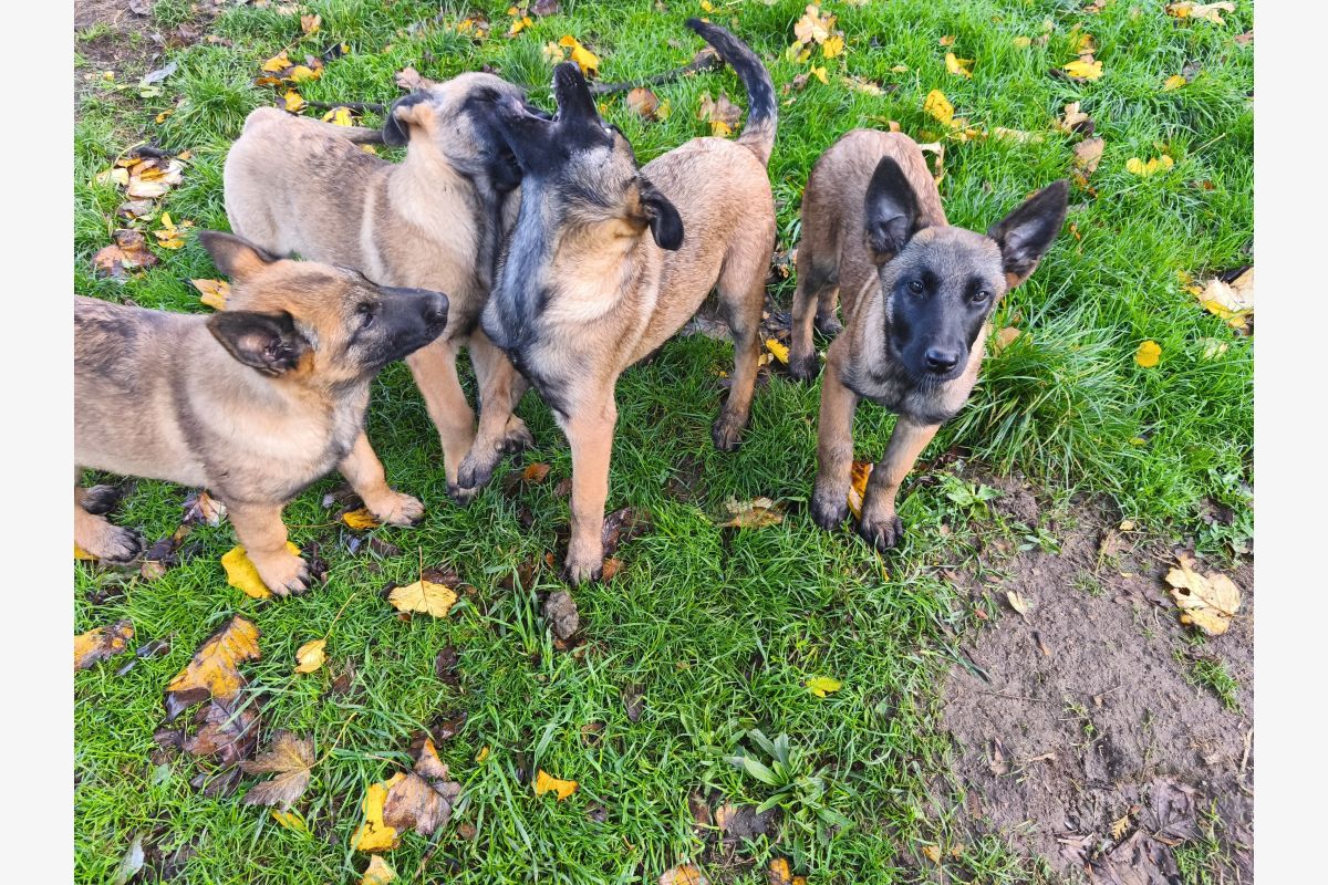 Apparence malinois - 171395_cb0039162b33df4c04c8295cae246b8b.jpg