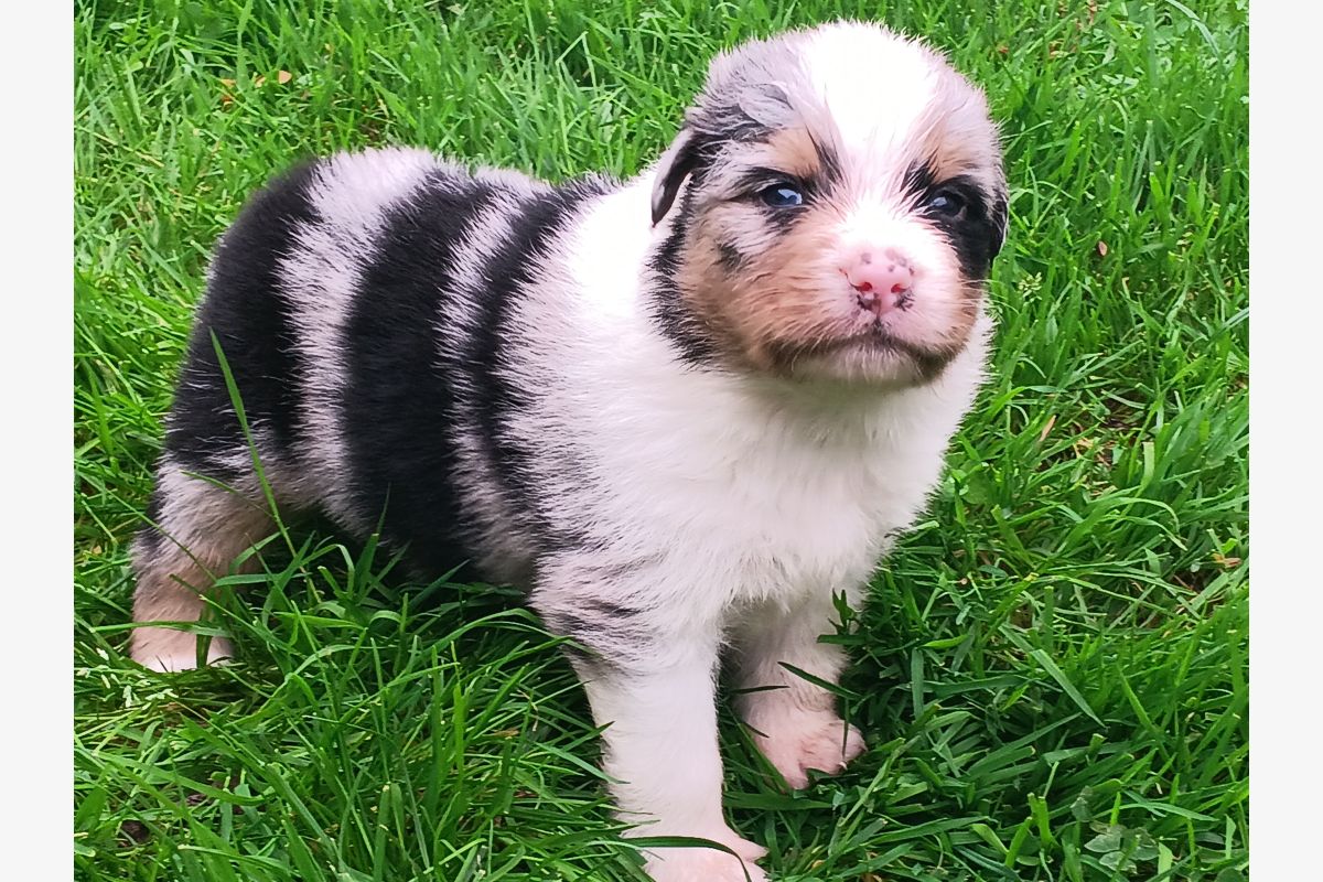 Photo 1 Chiots bergers australiens lof