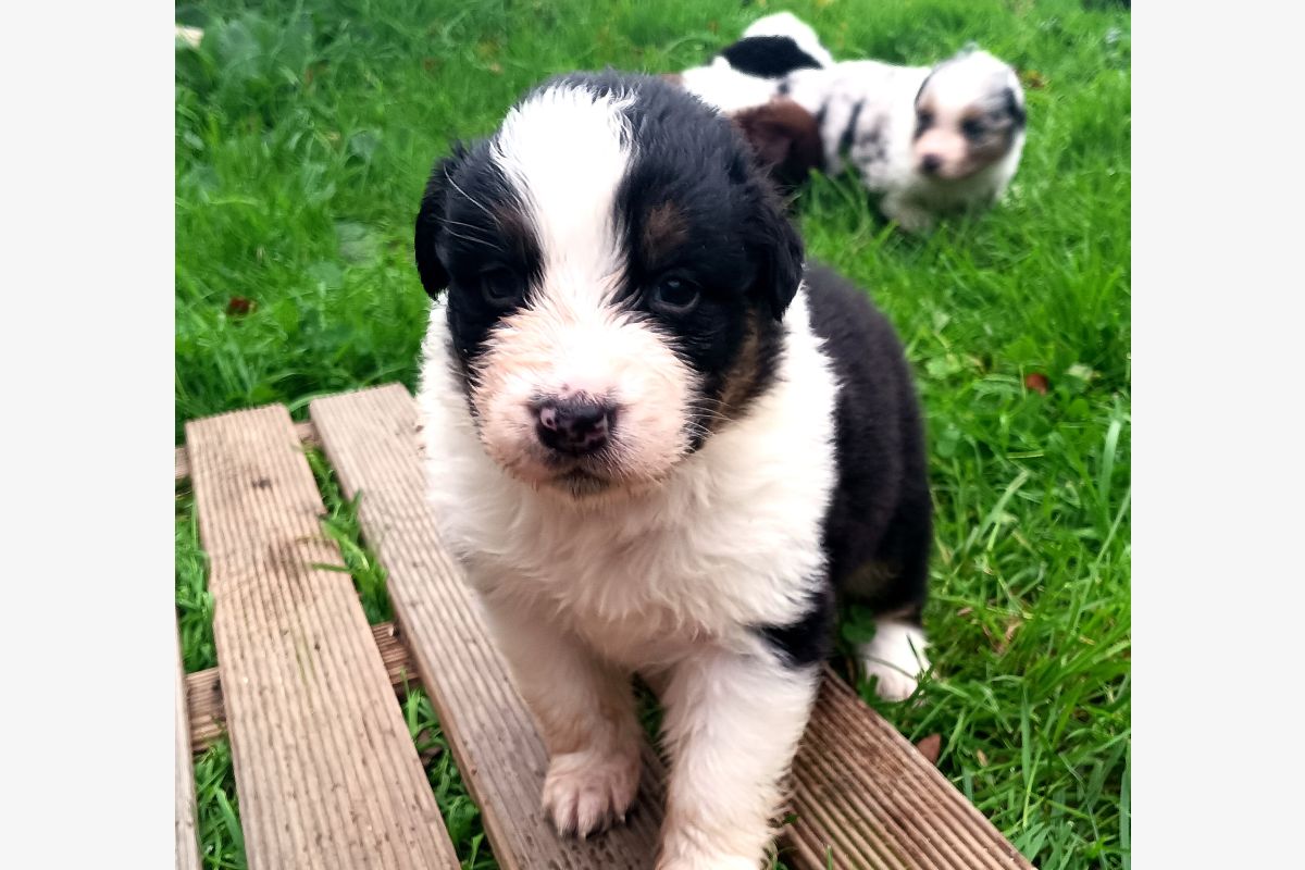 Chiots bergers australiens lof - 171496_9421f4097a60e75189653eab53d62eeb.jpg