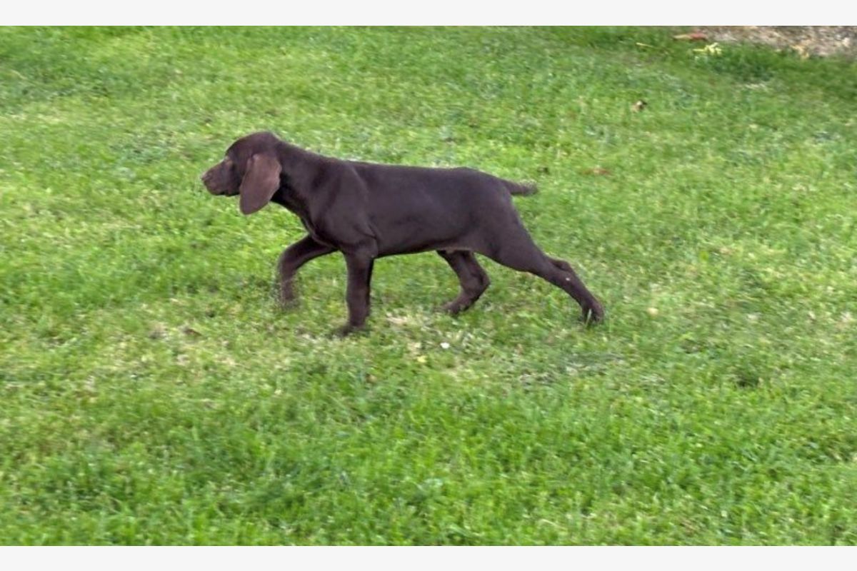 Chiots race braque allemand - 171514_219e32e16965d364ef02ab5d732af31f.jpg