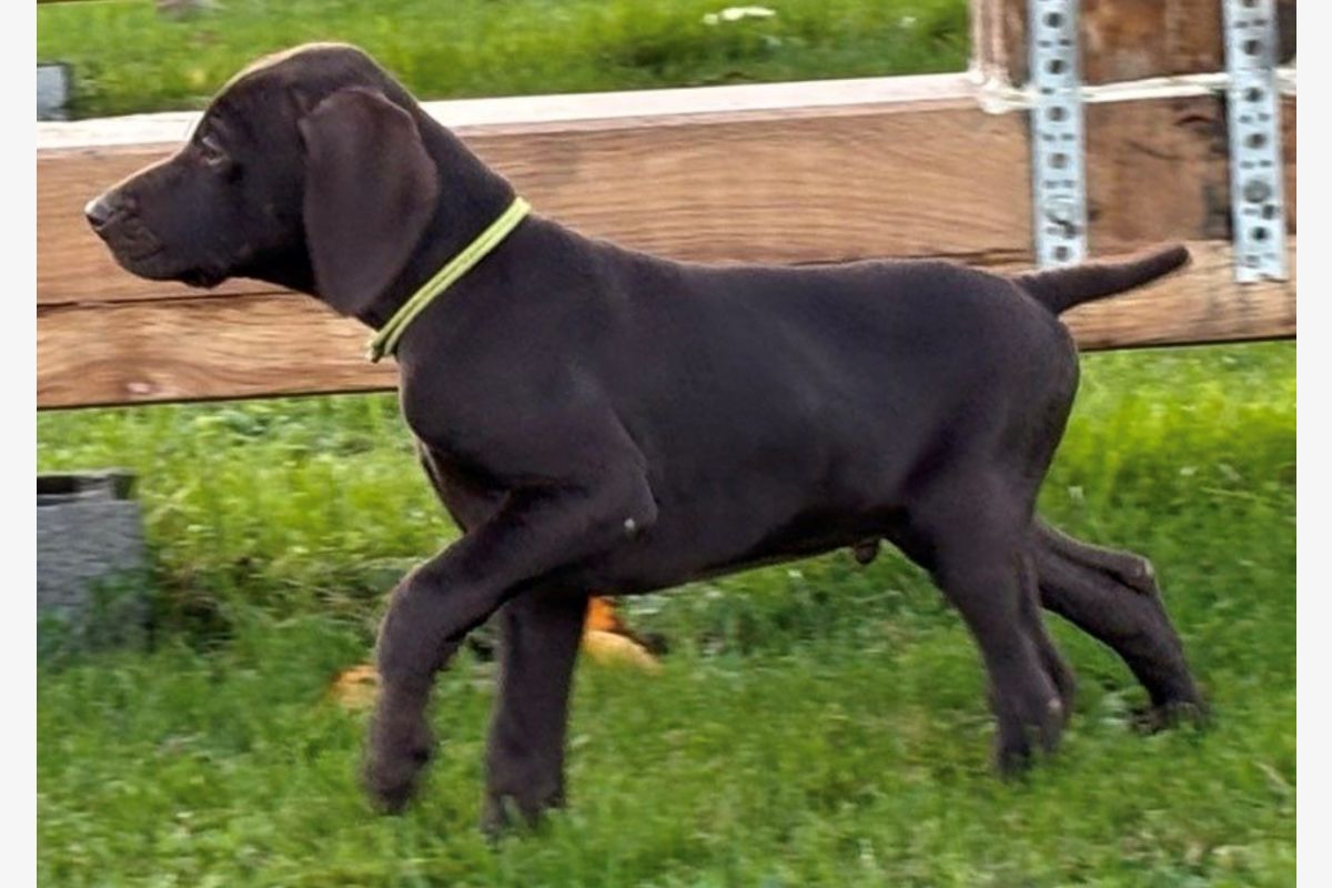 Chiots race braque allemand - 171514_57af5c09c962bc05f6ed4028c7523418.jpg