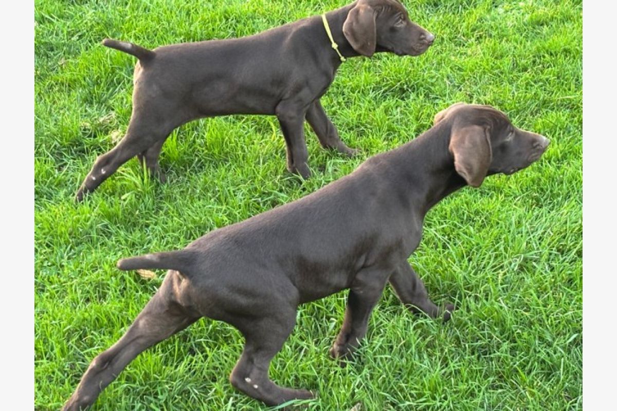 Photo 1 Chiots race braque allemand