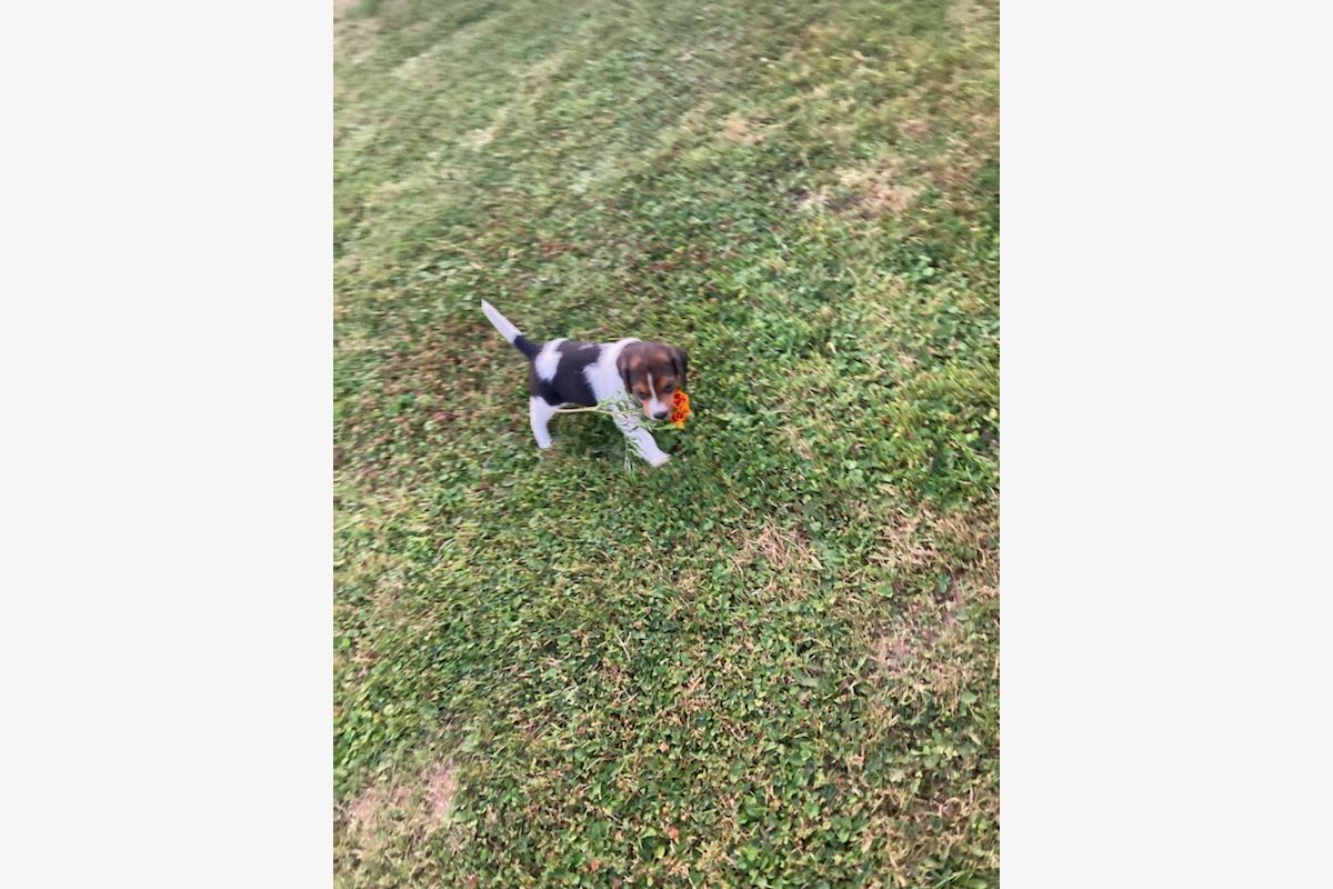 Photo 1 Chiot apparence d'Artois