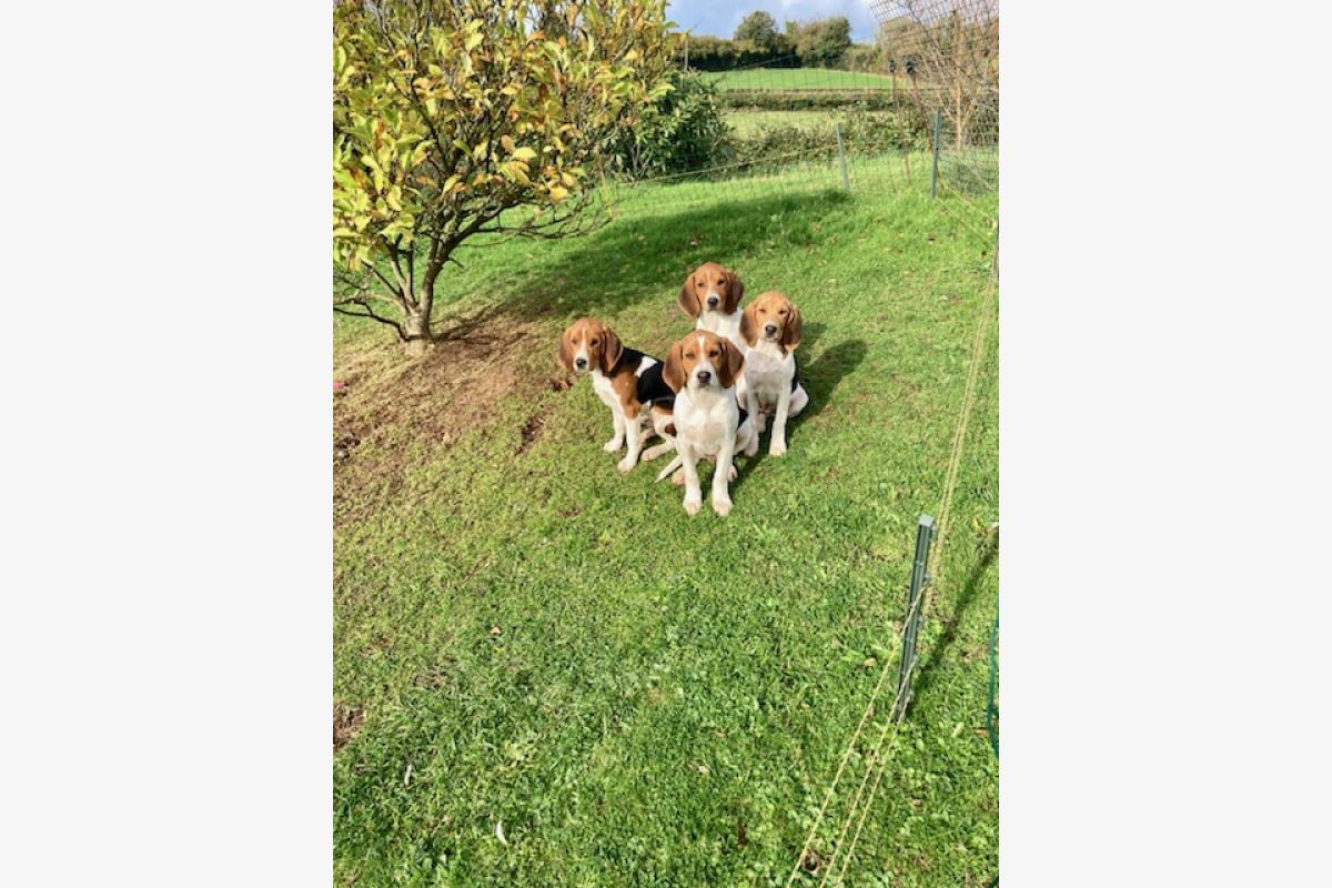 Chiot apparence d'Artois - 171628_85e223ff3acf900ecf24a3931ea52647.jpg