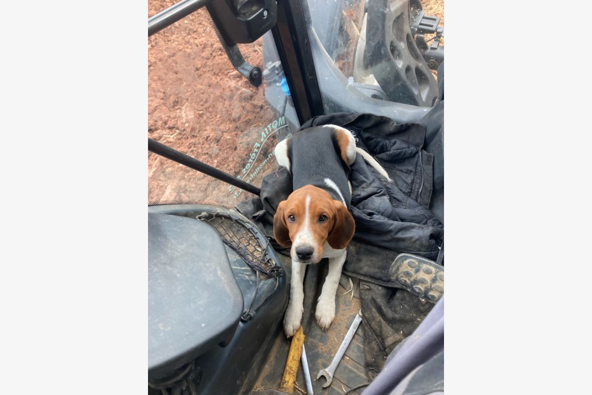 Chiot apparence d'Artois - 171628_a6e40cd4762091061c226b35c1d7162c.jpg