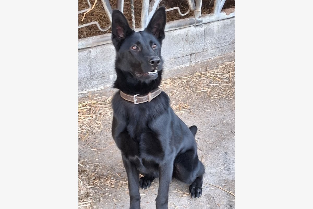 Photo 1 Vends race berger allemand femelle LOF 