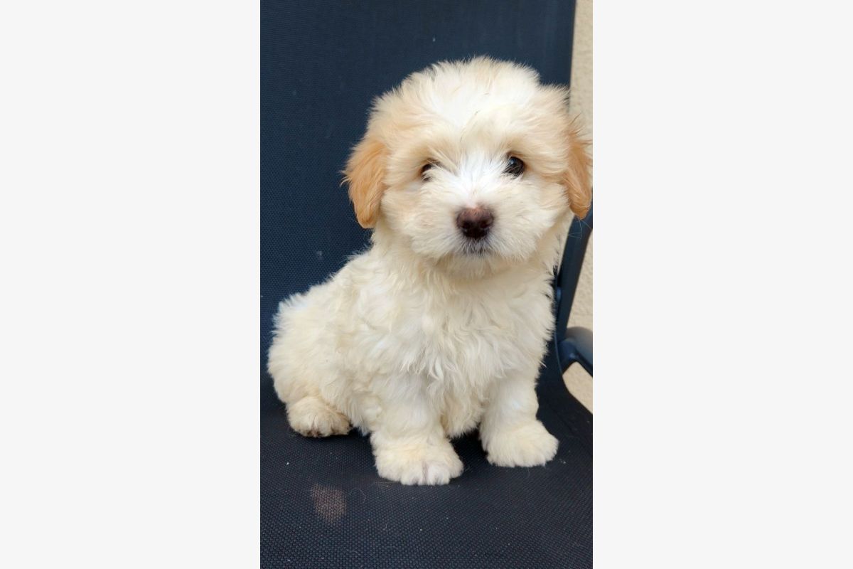 Photo 1 Apparence coton de Tuléar