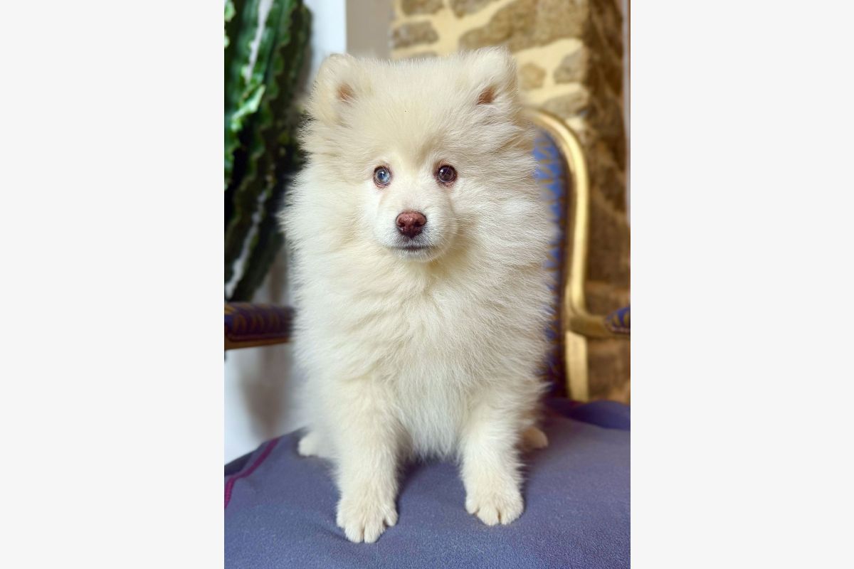 Photo 1 Apparence pomsky