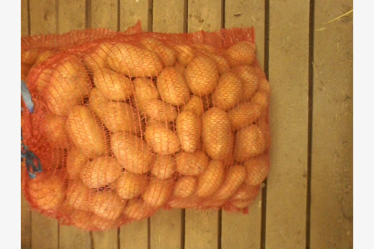 Photo 1 Pommes de terre variété Charlotte