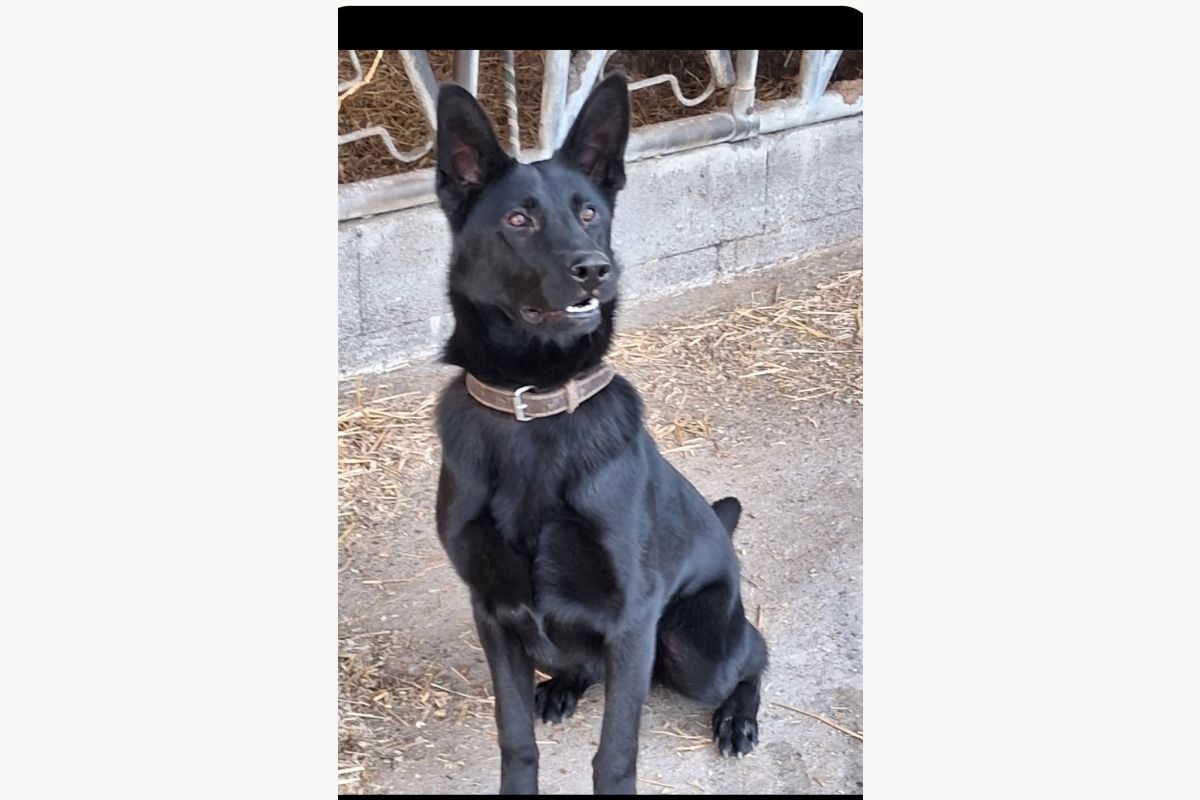 Photo 1 Chienne berger allemand 