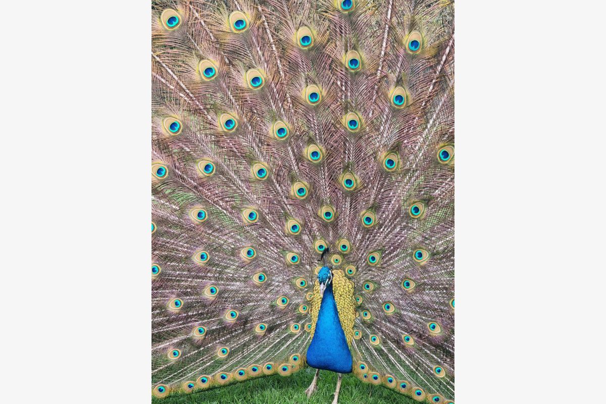 Photo 1 Jeunes paons