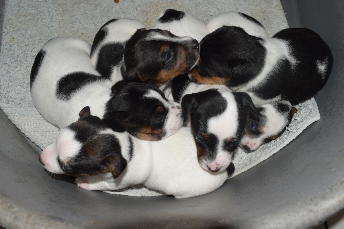 Chiots apparence jack russel tricolore - 172339_b75364536df82184088072fdd0c37a68.jpg