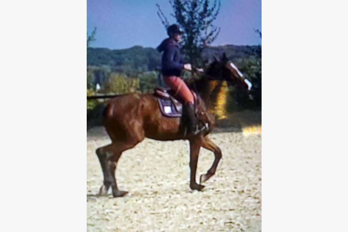 Maleho du Bouleaux - 172400_6abbce7d9a7963cc6eb2de910c908a18.jpg