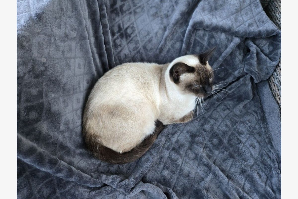 Photo 1 Apparence siamois