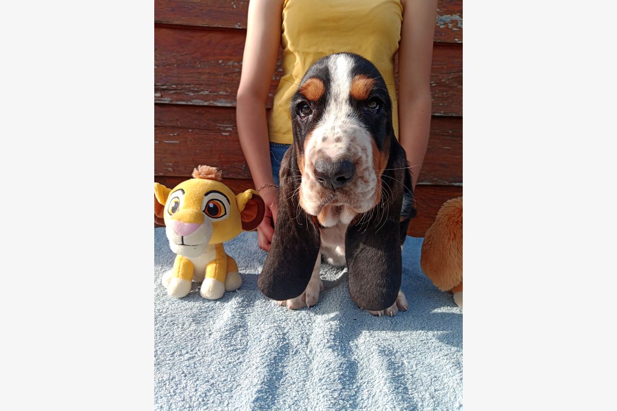 Photo 1 race Basset hound LOF