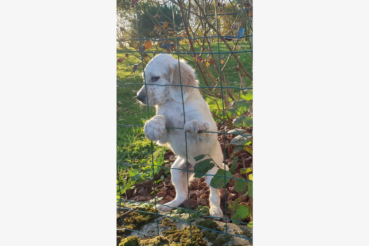 Photo 1 À réserver chiots setter anglais Lemon 