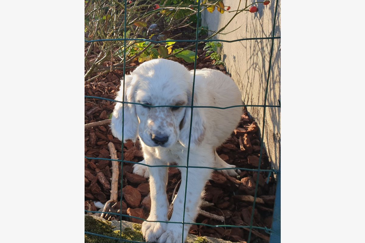 À réserver chiots setter anglais Lemon  - 173104_84f05ced39893763b910170368328c56.jpg