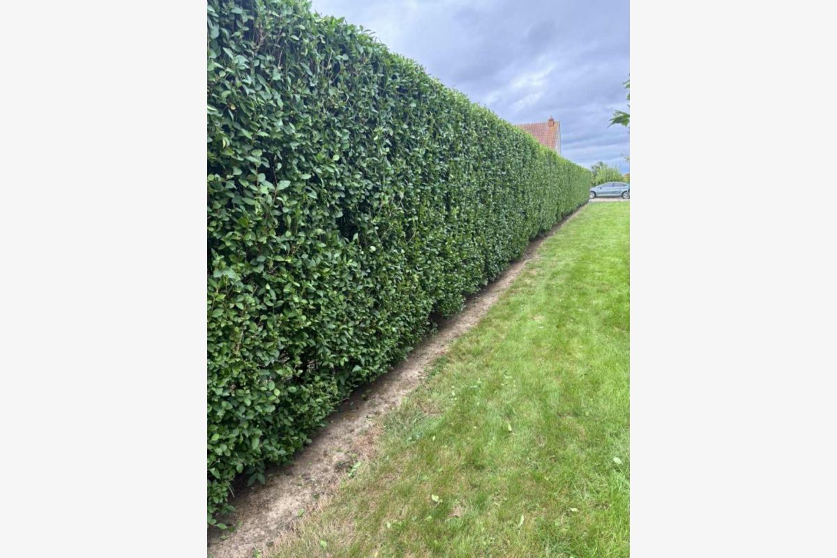 PAYSAGISTE Espace vert  - 173109_6ee28dafd63fa594012f07212f8cd08e.jpg