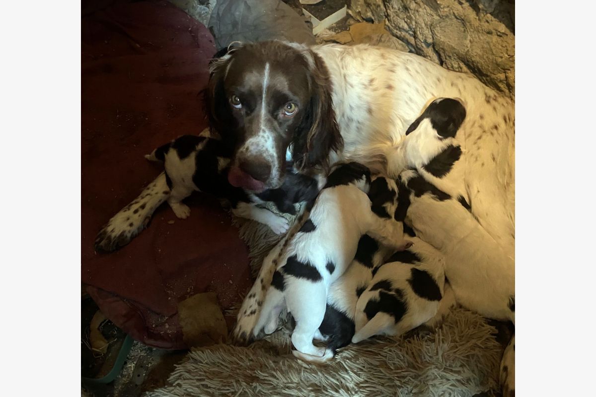 Photo 1 Apparence épagneul français