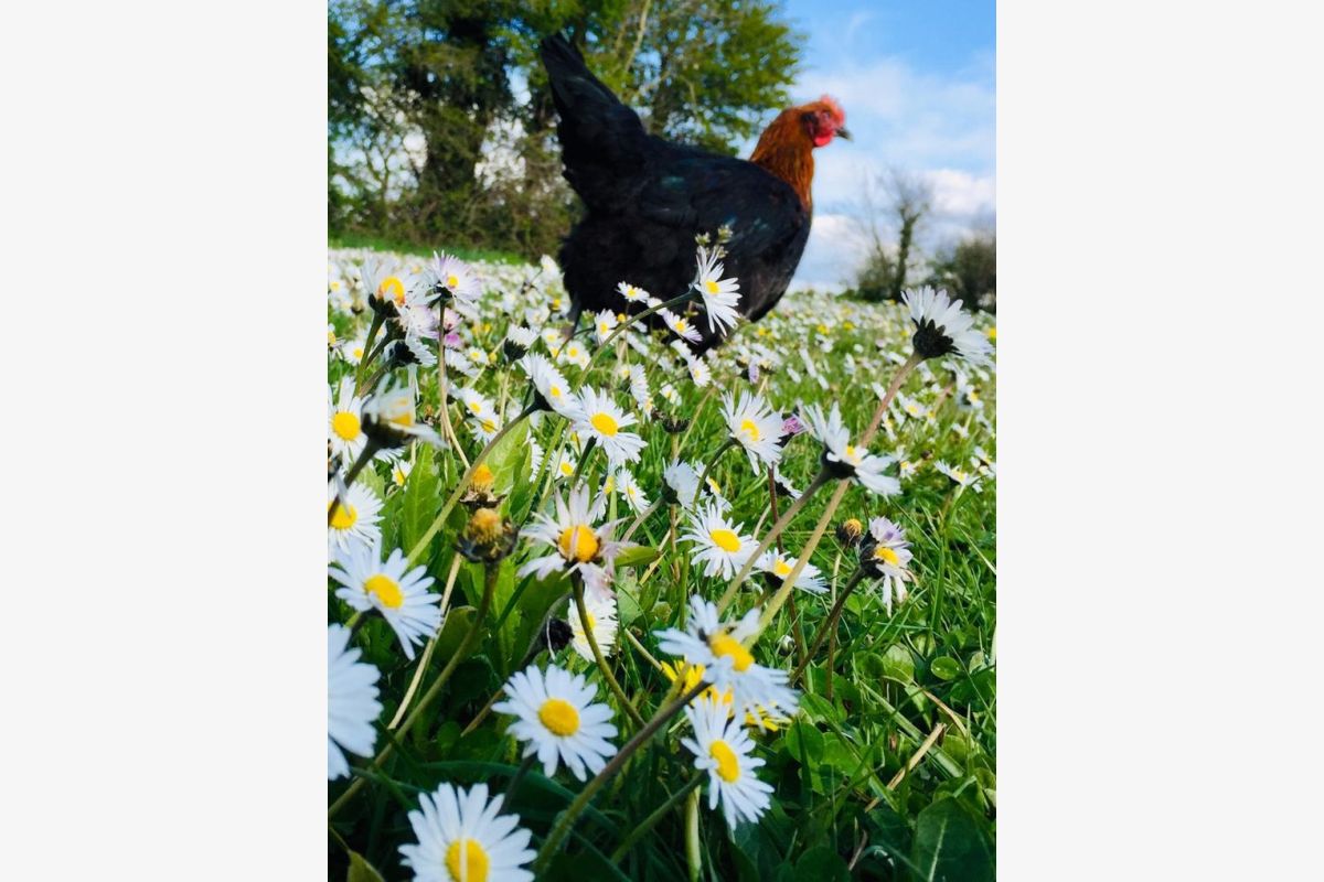 Photo 1 Ouvrier agricole - mi temps - Poules pondeuses