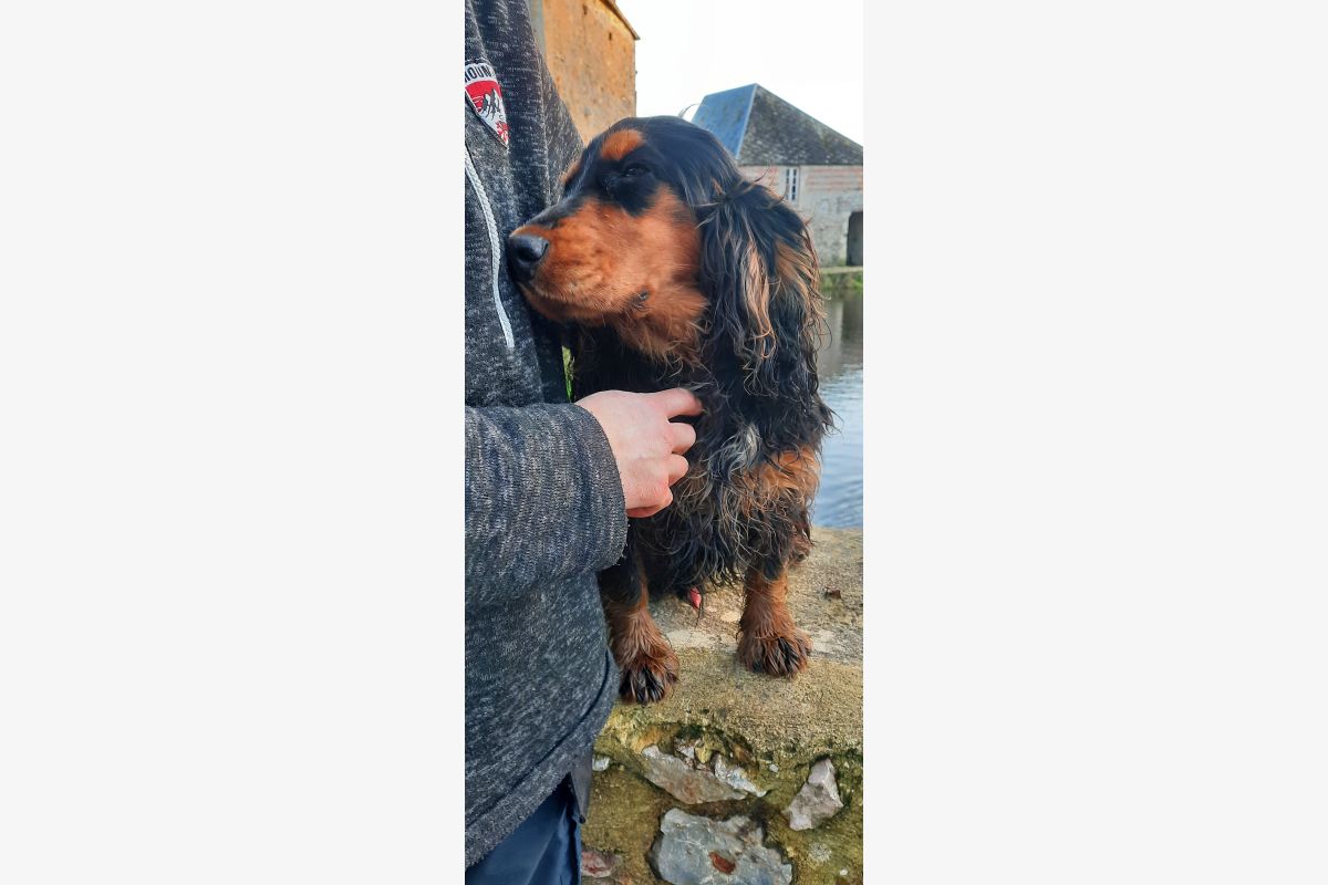 Type cocker - 173340_1abd15511a2ce4c4d93f39a0e2d857e1.jpg