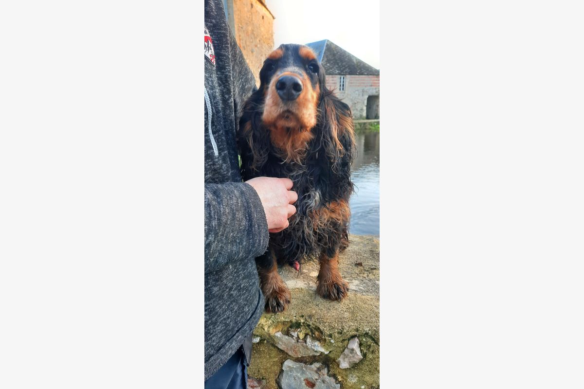 Type cocker - 173340_686a882ccd8365d9db3de61da363c822.jpg