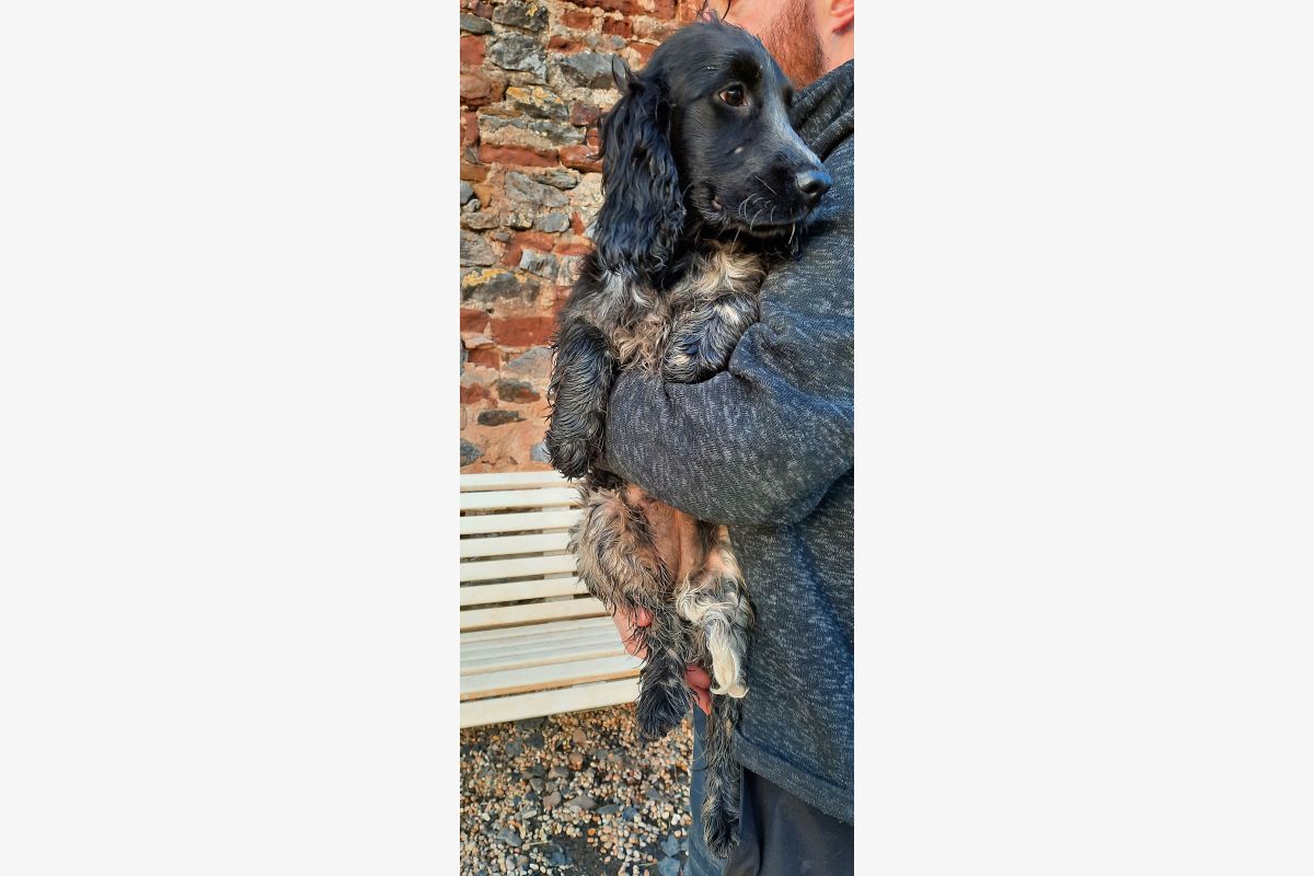 Chiots Cocker - 173341_72fa1087f08da5c8a2abc85f39a06f00.jpg