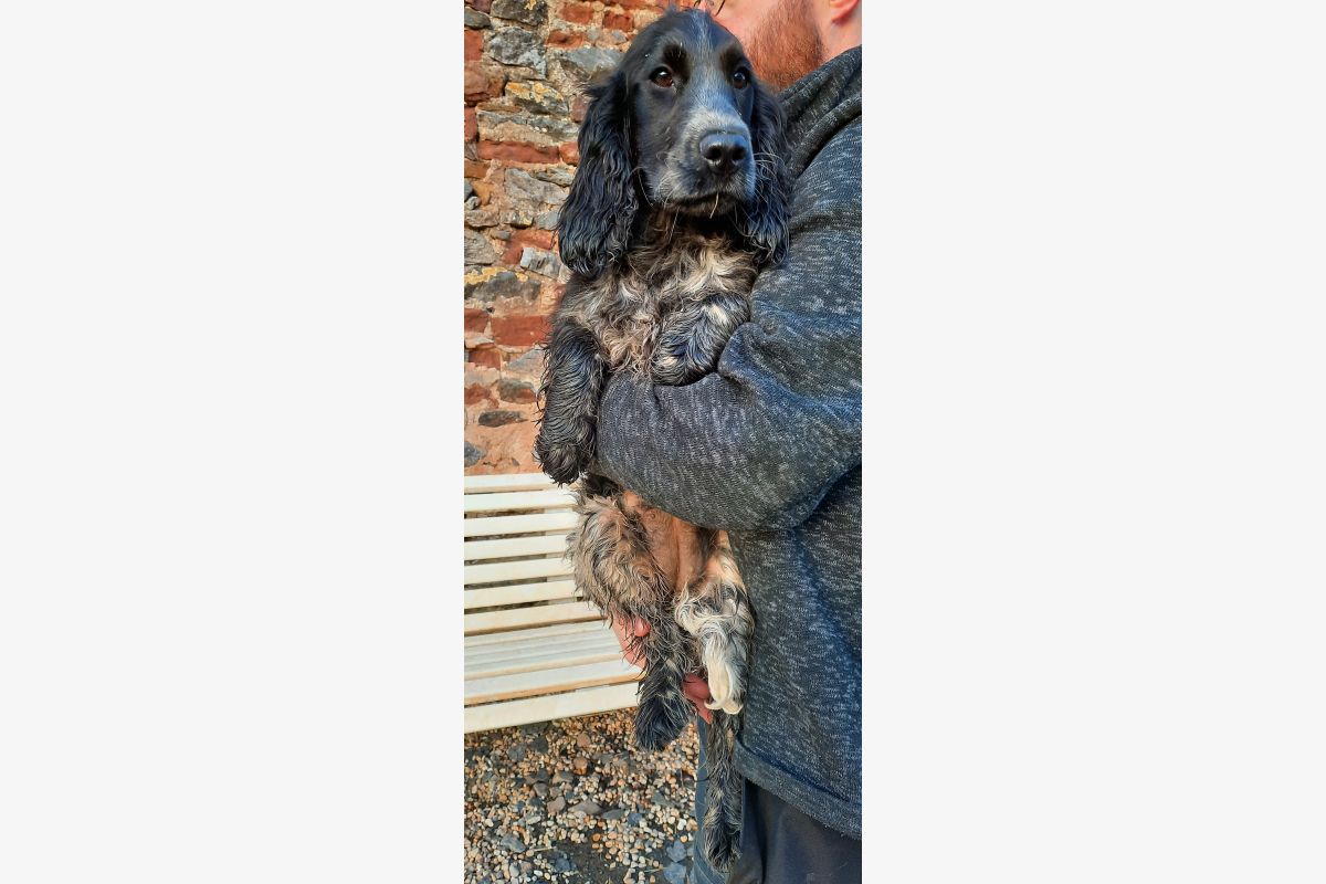 Chiots Cocker - 173341_aa7c6fb64ea482202ef0877d8975a406.jpg