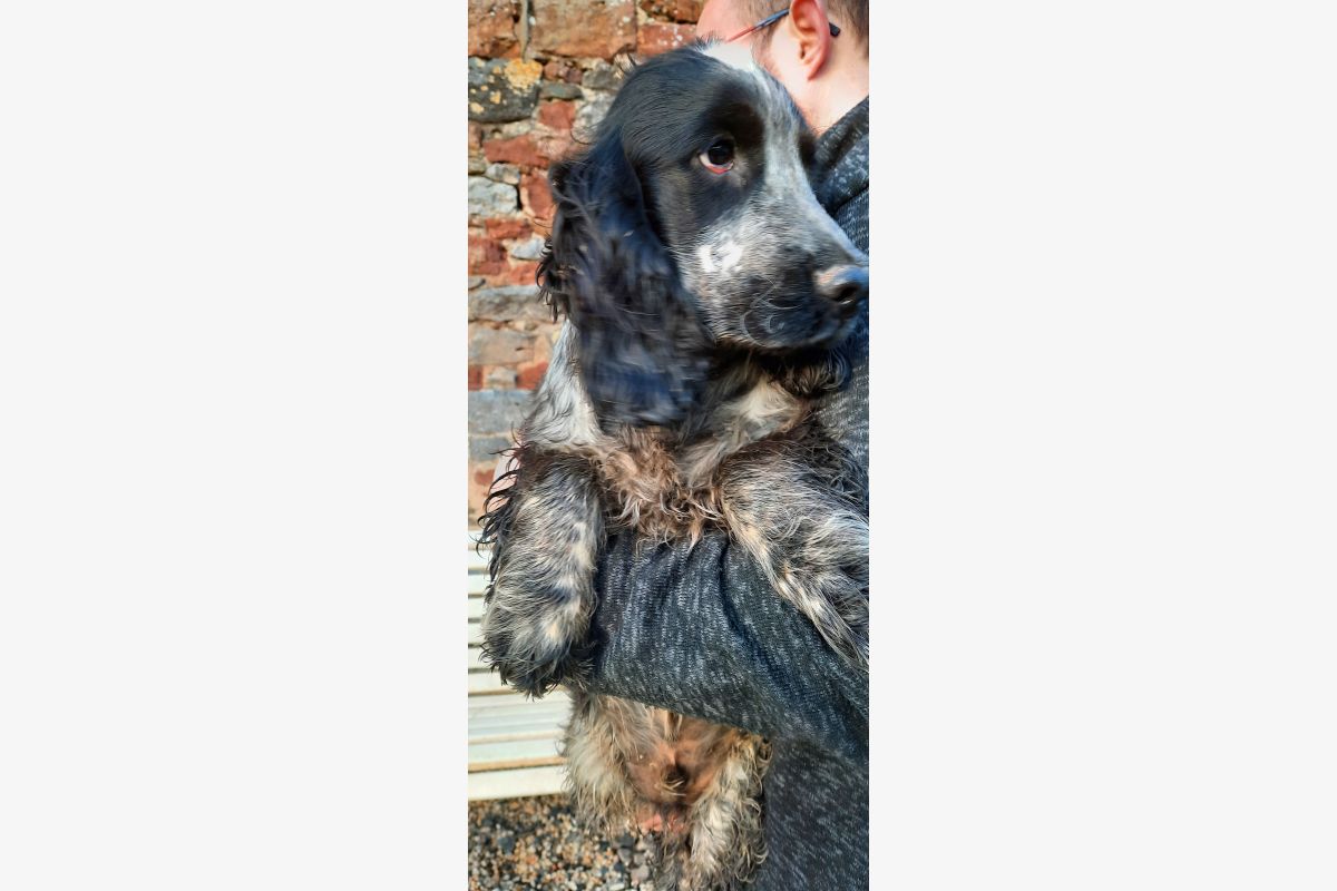 Photo 1 Chiots Cocker