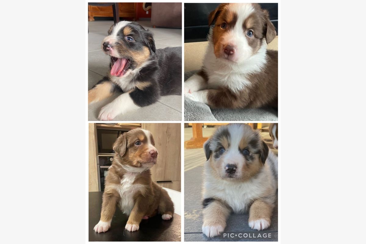 Photo 1 Chiots apparence berger australien 