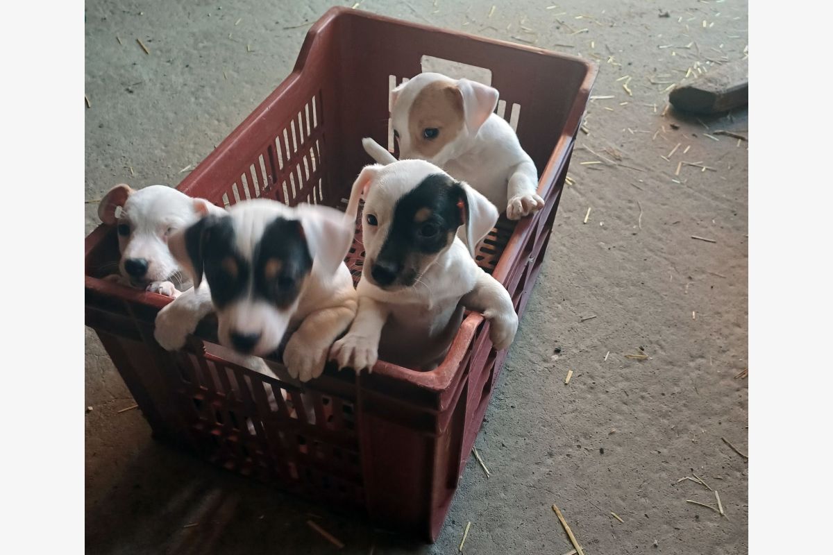 Photo 1 Apparence jack russel