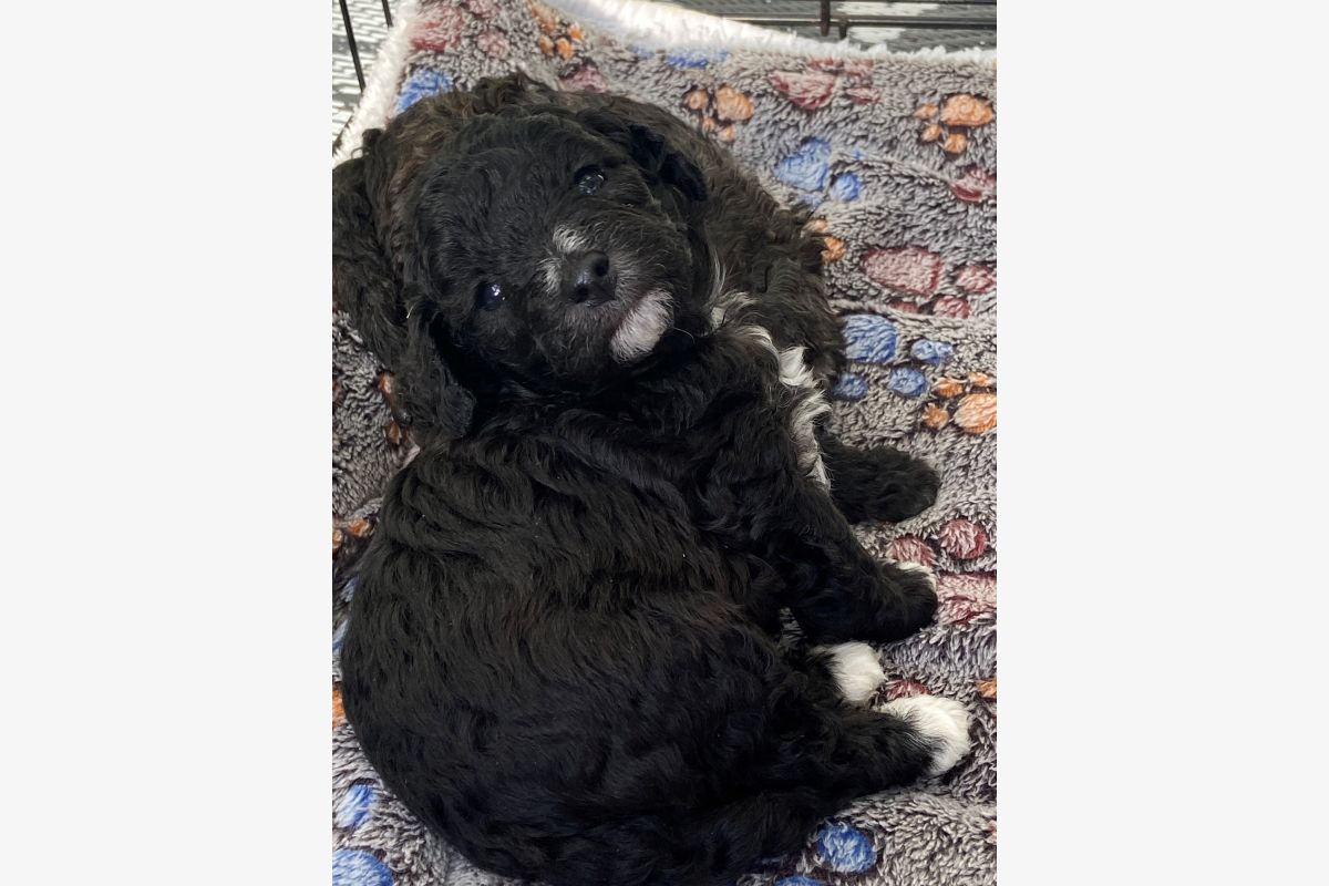 A réserver apparence caniche nain maltipoo - 173633_48e722a7737a0c3a20c82a2b765728b6.jpg