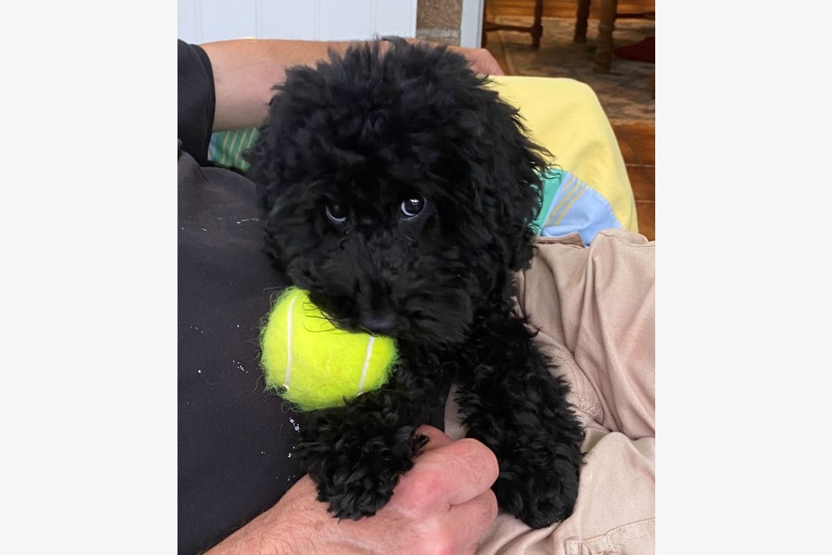 Photo 1 A réserver apparence caniche nain maltipoo