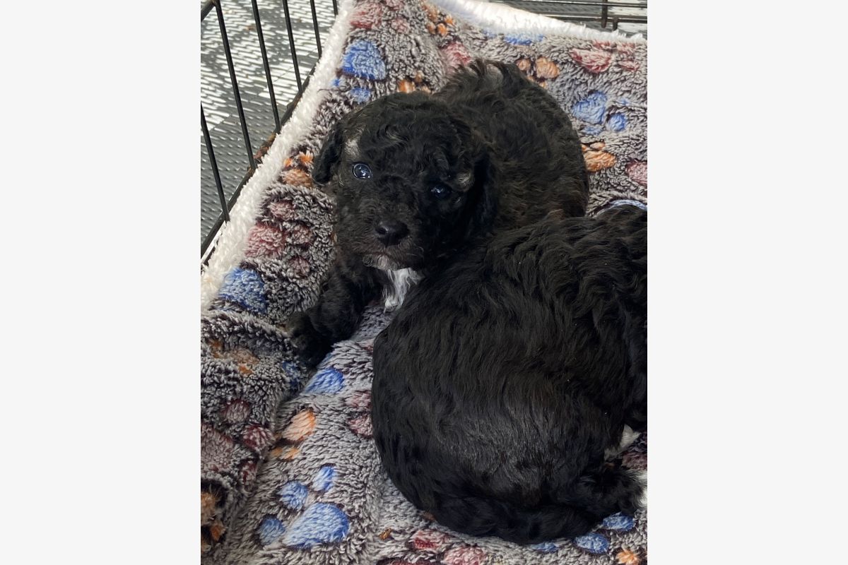 A réserver apparence caniche nain maltipoo - 173633_ec0b84e7c26127e47b065aa821e894dd.jpg