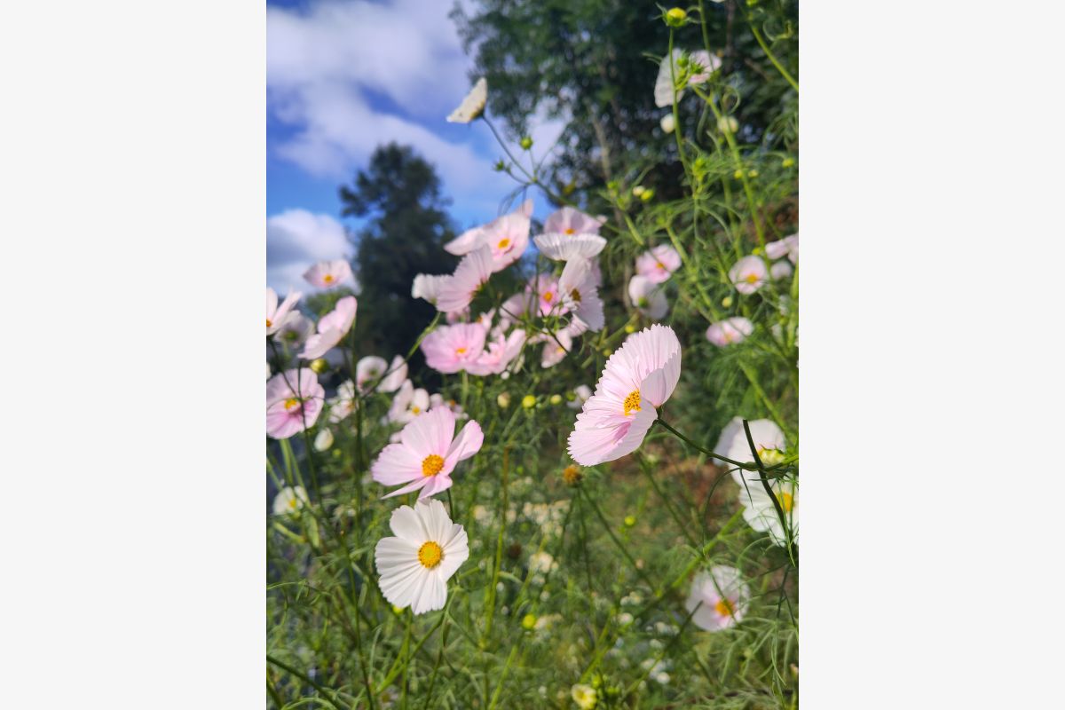 Photo 1 Recherche parcelle agricole proche Granville