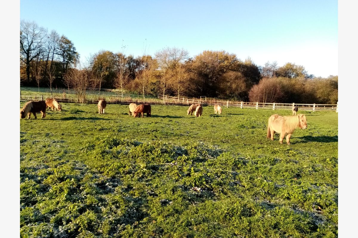 Photo 1 MINI SHETLANDS A VENDRE 