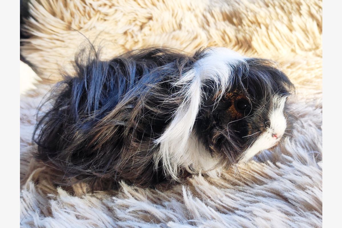 Photo 1 Cochon d'Inde péruvien 