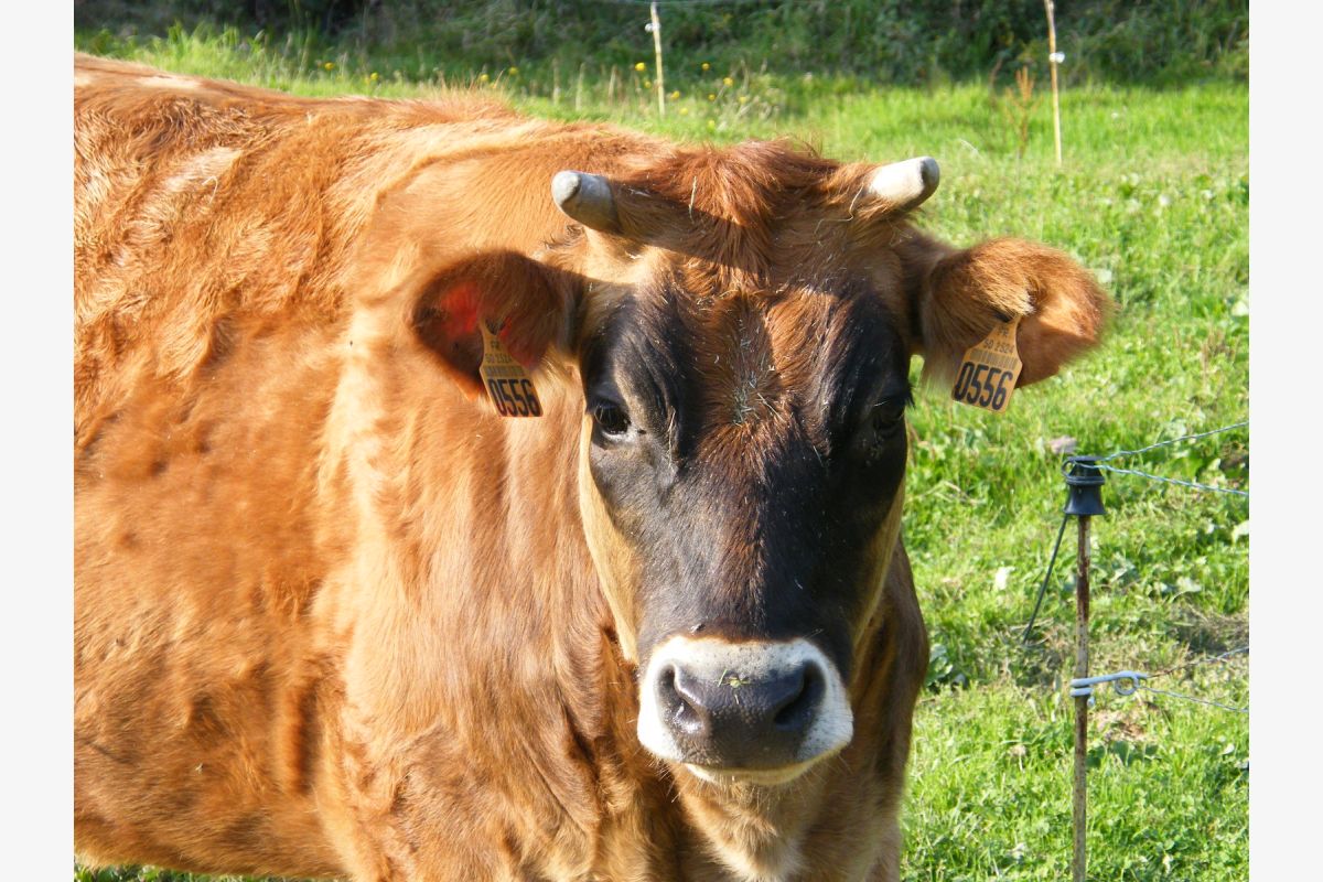 Jersiaise - 173786_236f52ac8526952c293ac3f8c463d893.jpg