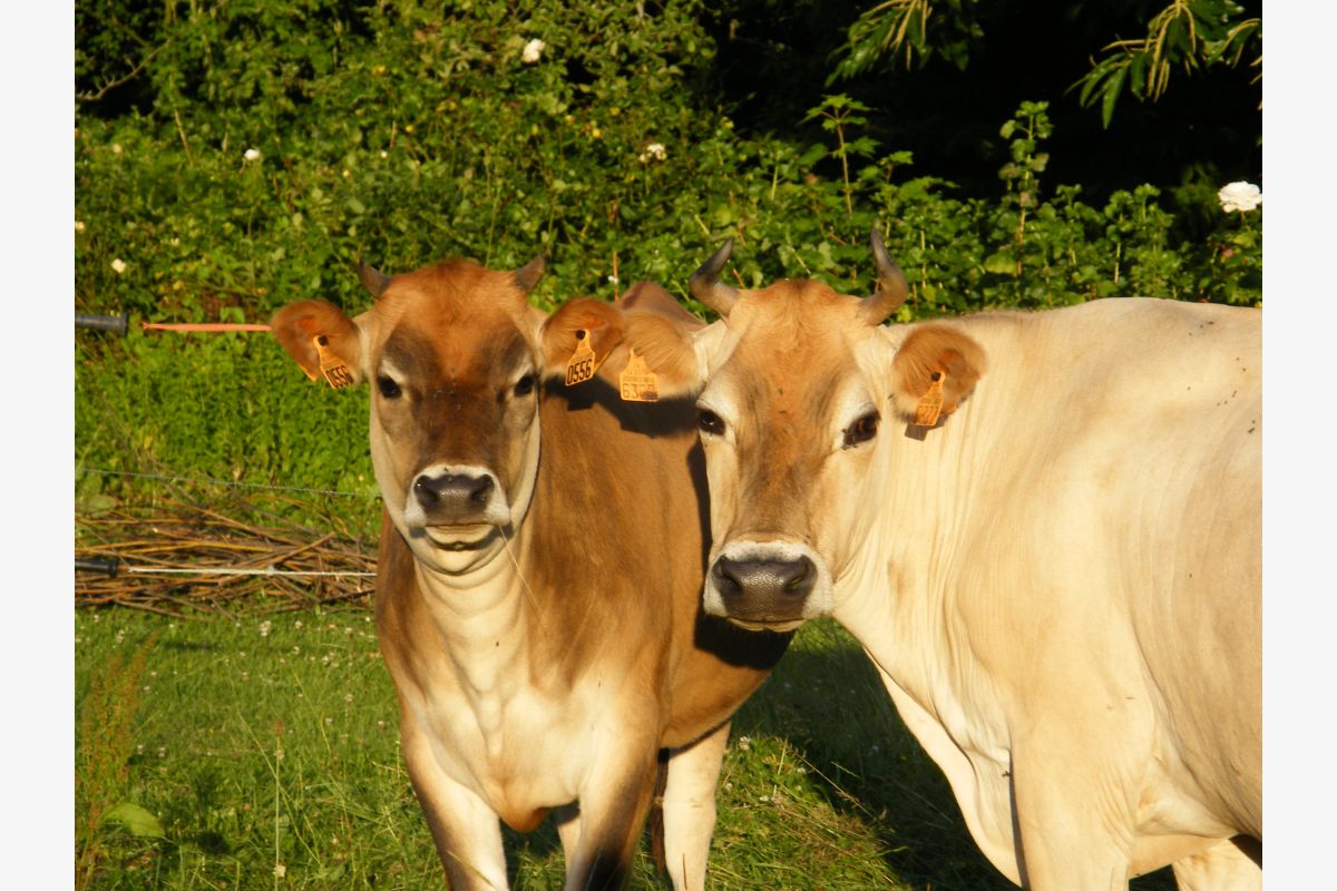 Jersiaise - 173786_81ab635b737f40fbe799755c05b21289.jpg