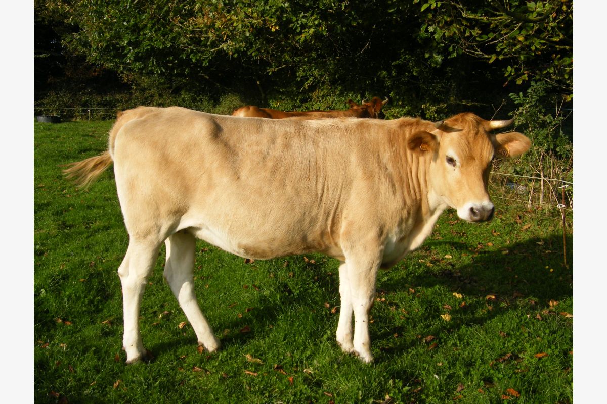 Blonde d'Aquitaine - 173815_1e51421401af65225eb3f35d13c5ec98.jpg